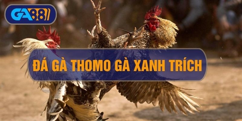 3BET Đá Gà Thomo Gà Xanh Trích: Sân Chơi Thời Thương Giới Chọi Gà