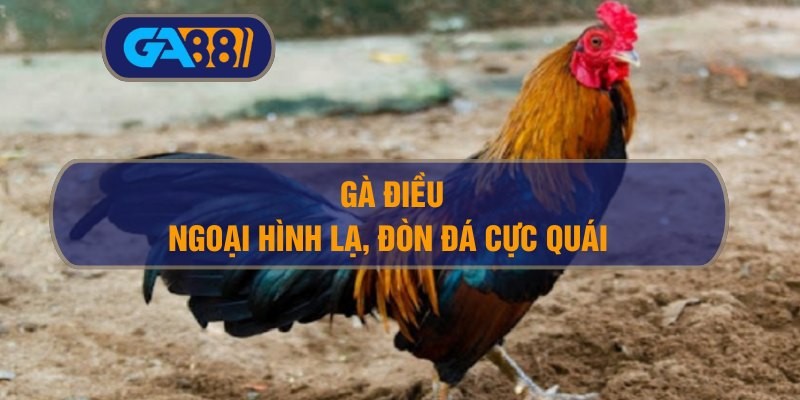 3BET Gà điều – Ngoại hình lạ, đòn đá cực quái có đáng đầu tư?