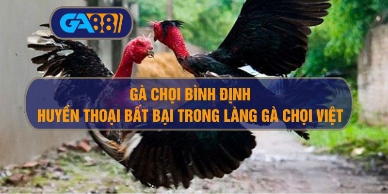 3BET Gà Chọi Bình Định – Huyền Thoại Bất Bại Trong Làng Gà Chọi Việt